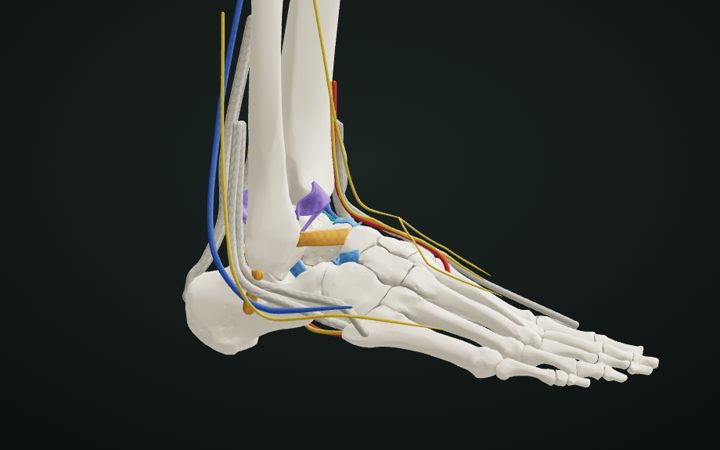 3D model of the right ankle and foot with ligaments, tendons, nerves and vessels